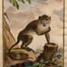 Antique 18th C. Framed Monkey Colored Engraving L'Aigrette By Comte de Buffon