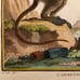 Antique 18th C. Framed Monkey Colored Engraving L'Aigrette By Comte de Buffon