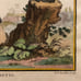 Antique 18th C. Framed Monkey Colored Engraving L'Aigrette By Comte de Buffon
