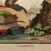 Antique 18th C. Framed Monkey Colored Engraving L'Aigrette By Comte de Buffon