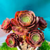 Rare holding Aeonium Halloween old trunk Live Rooted , get 2 free succulent cutt