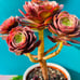 Rare holding Aeonium Halloween old trunk Live Rooted , get 2 free succulent cutt