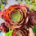 Rare holding Aeonium Halloween old trunk Live Rooted , get 2 free succulent cutt