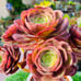Rare holding Aeonium Halloween old trunk Live Rooted , get 2 free succulent cutt