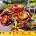 Rare holding Aeonium Halloween old trunk Live Rooted , get 2 free succulent cutt