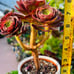 Rare holding Aeonium Halloween old trunk Live Rooted , get 2 free succulent cutt