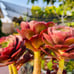 Rare holding Aeonium Halloween old trunk Live Rooted , get 2 free succulent cutt