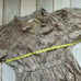 Let Me Be Anthropologie Celeste Fish Print Peasant Puff Sleeves Mini Dress 14