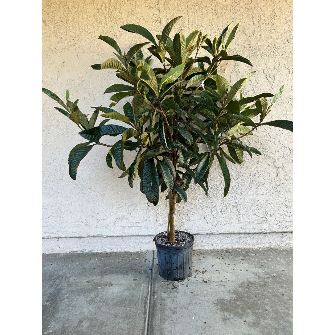 Very Large (5-6 Feet Tall) Gold Nugget Loquat Fruit Tree - Orange Flesh