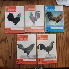 The Gamecock