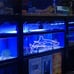 Led Oceon Dolphin for Bedroom Blue Neon Signs Wall Decorative 16.5 x8.9