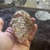 Beautiful Diamond Quartz with Enhydro’s