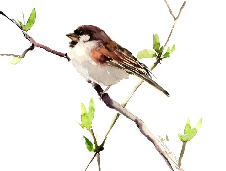 Bird artwork, Original watercolor