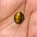 Tiger Eye Gemstone Cab-4pc-TEL-38