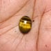 Tiger Eye Gemstone Cab-4pc-TEL-38