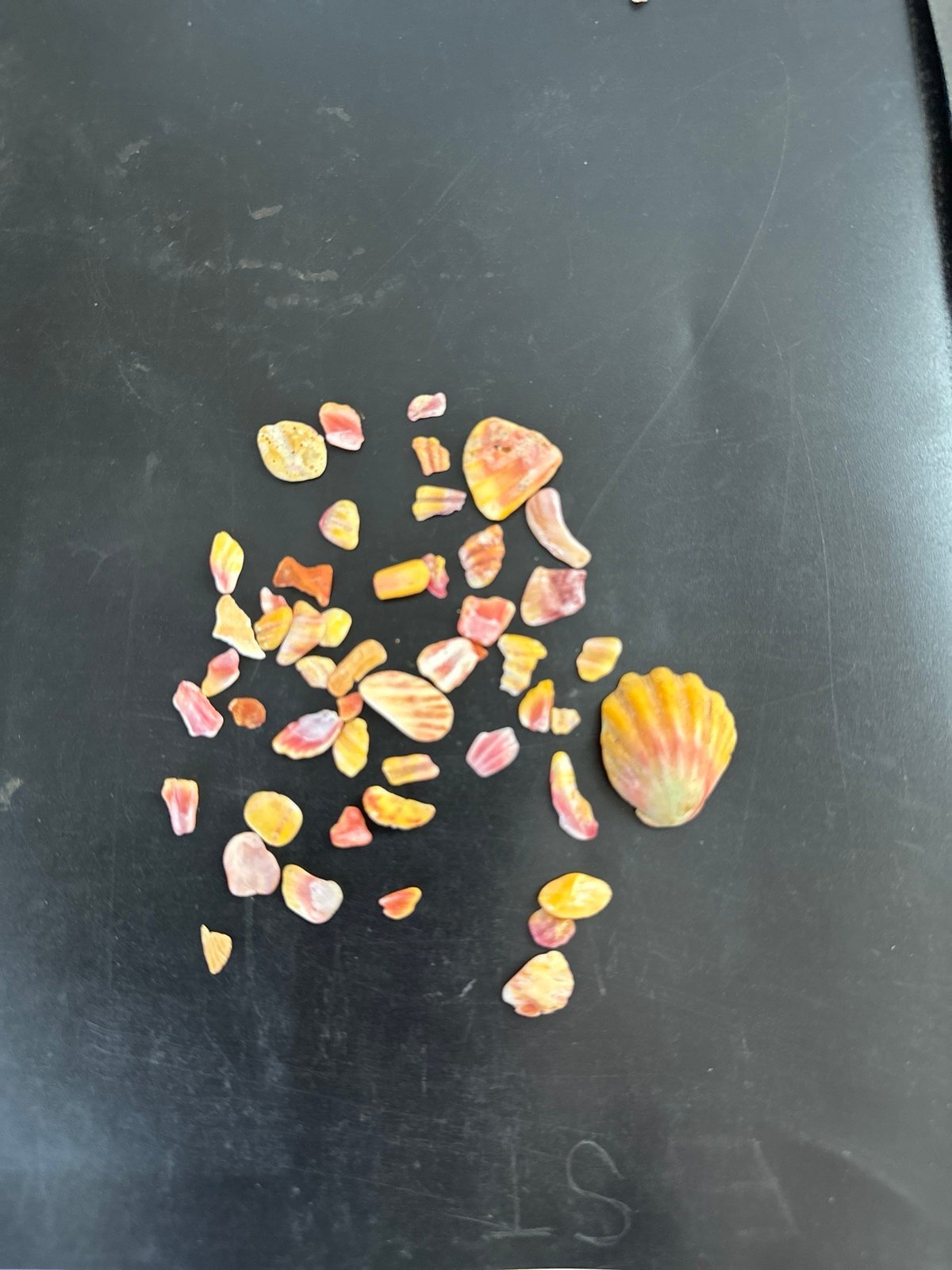 Sunrise shell pieces
