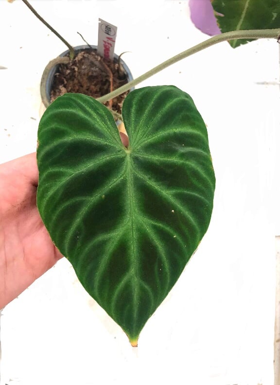 philodendron verrucosum Estefania one leaf cutting