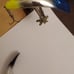 Pre rapala kwikfish