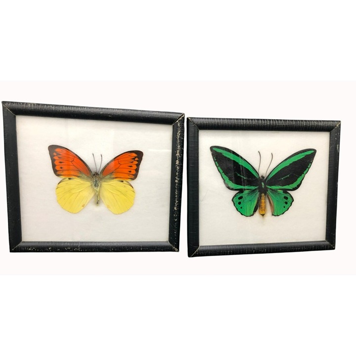 Real Framed Butterfly Specimens Ornithoptera Aesacus & Hebomoia Leucippe 7x5.75