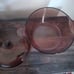 Corning Vision Dutch Oven 4.5L Amber Glass Stock Pot with Pyrex Lid USA