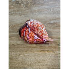 Hand Blown Art Glass Conch Sea Shell Decor Sculpture Red, Orange & White Swirl