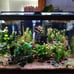 5 Live Aquarium Plant Cuttings - Your Choice!