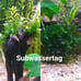 5 Live Aquarium Plant Cuttings - Your Choice!