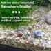 5 Live Aquarium Plant Cuttings - Your Choice!