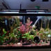 5 Live Aquarium Plant Cuttings - Your Choice!