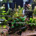 5 Live Aquarium Plant Cuttings - Your Choice!