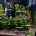 5 Live Aquarium Plant Cuttings - Your Choice!