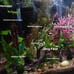 5 Live Aquarium Plant Cuttings - Your Choice!