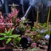5 Live Aquarium Plant Cuttings - Your Choice!