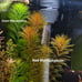 5 Live Aquarium Plant Cuttings - Your Choice!