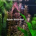 5 Live Aquarium Plant Cuttings - Your Choice!