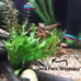 5 Live Aquarium Plant Cuttings - Your Choice!