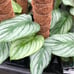 Philodendron Mamei Rare Collectors item