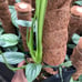 Philodendron Mamei Rare Collectors item
