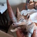 Hand carved wood rhinoceros