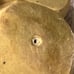 AS IS Old jumbo rounded brass fancy paperweight dice pair 100524@