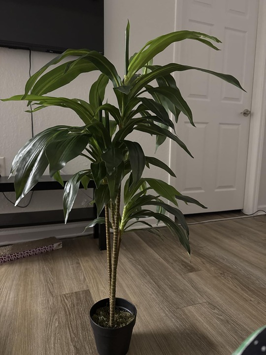 48 Dracaena Silk Plant (Real Touch) Green