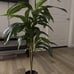 48 Dracaena Silk Plant (Real Touch) Green
