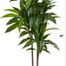 48 Dracaena Silk Plant (Real Touch) Green