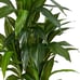 48 Dracaena Silk Plant (Real Touch) Green