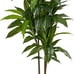 48 Dracaena Silk Plant (Real Touch) Green