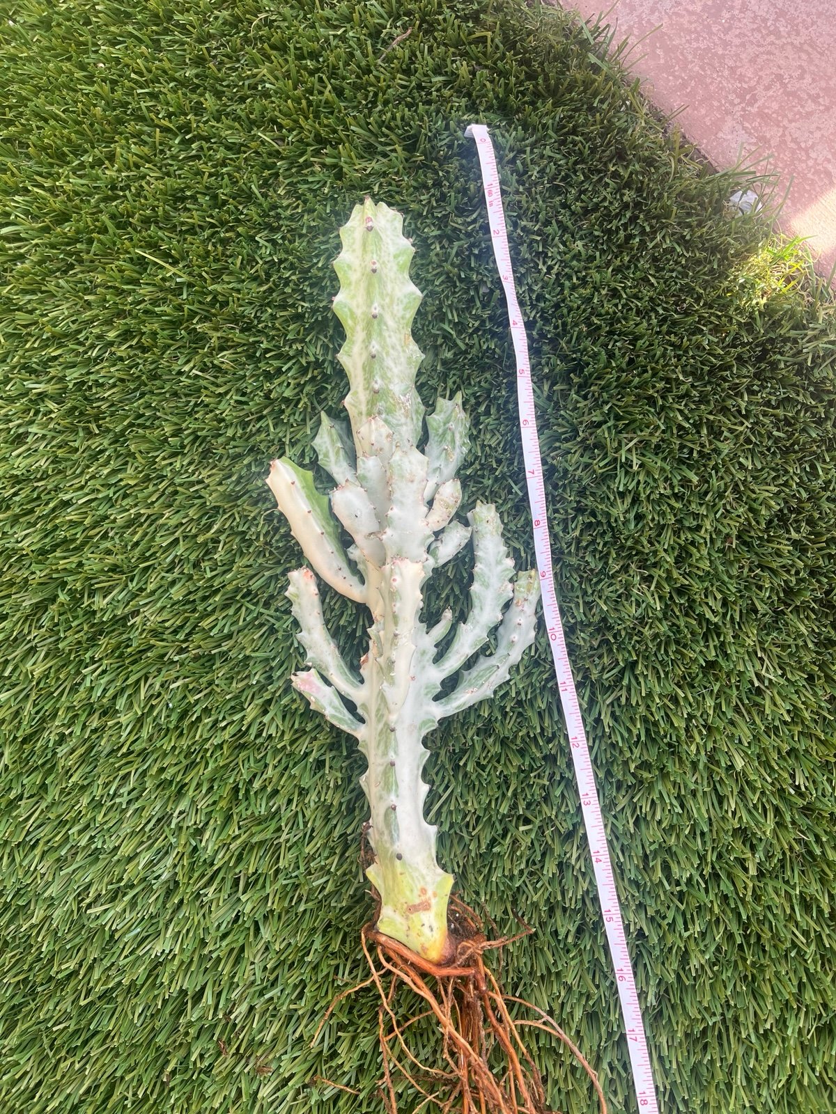 Ghost Ephorbia Lactea Variegated incredible vibrant colors