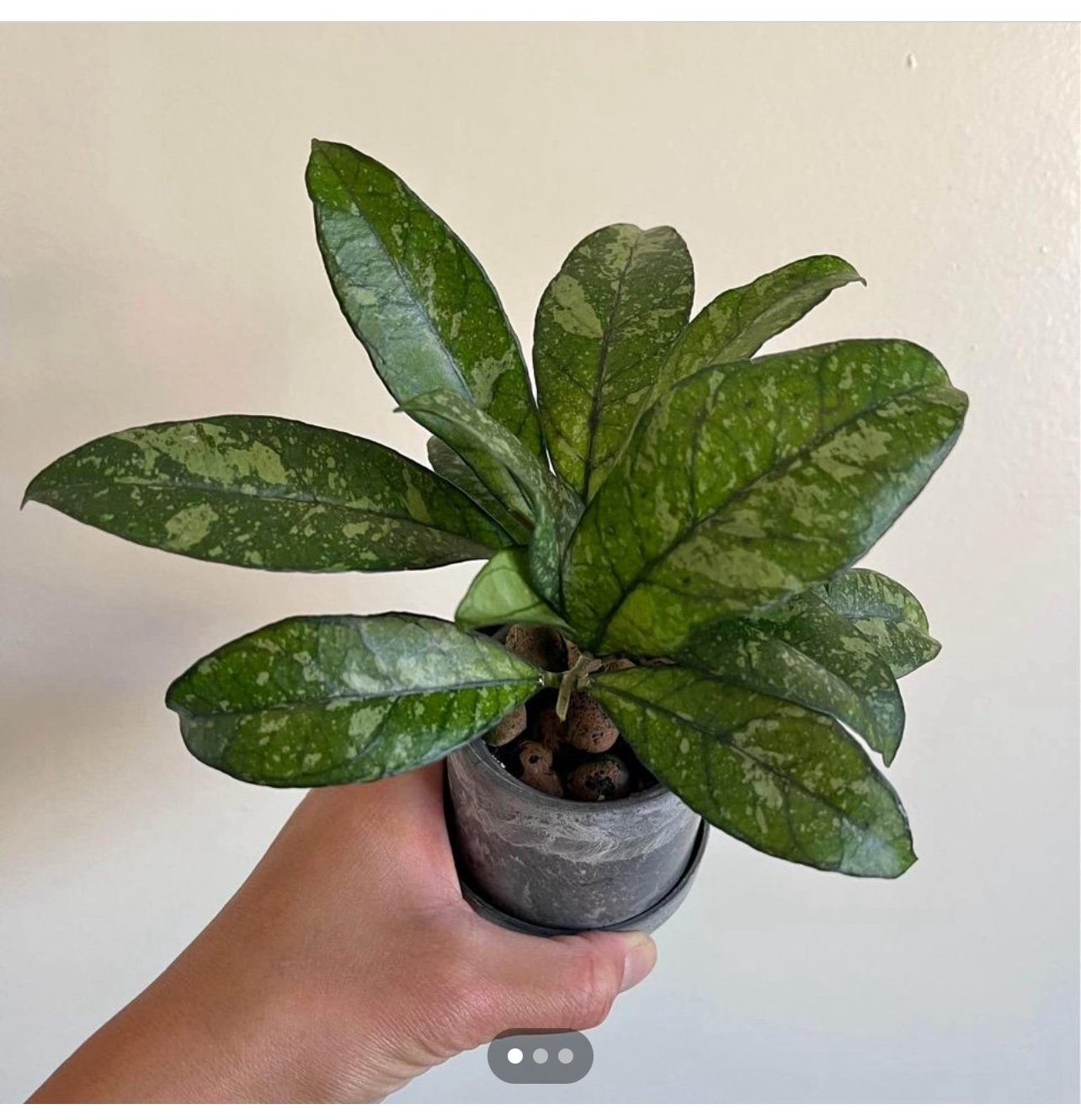 HOYA CRASSIPETIOLATA SPLASH (RARE) CUTTING ROOTED LIVE IN LECA!