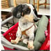 NWOT Buddy Belts Carmel Harness 45 + lbs Dog