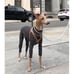 NWOT Buddy Belts Carmel Harness 45 + lbs Dog