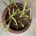 Chinese Earthenware Pot 11” wide 9” high